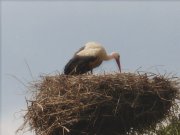 IMG_2048_3.JPG