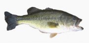 Largemouth_Bass.jpg