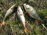 IMG_0337.jpg