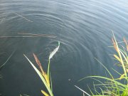 IMG_0342.jpg