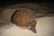 DSC00541.jpg