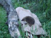 DSC00765.jpg