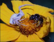 spider&bee.jpg