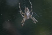 IMG_9579.JPG