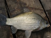 IMG_7424.JPG