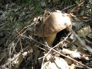 IMG_1020.JPG