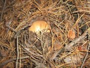 IMG_1021.JPG