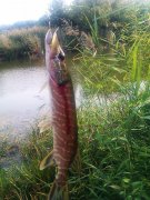 IMAG0594.jpg