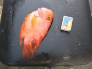 IMG_4295.jpg