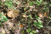 IMG_0049.jpg