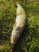 IMG_1073.jpg