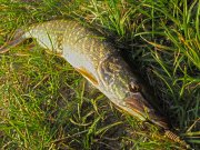 IMG_1074.jpg