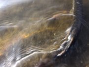 IMG_1075.jpg