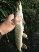 IMG_3184.JPG