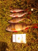 IMG_20120917_114430.jpg