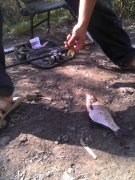 IMG_20120919_124202.jpg