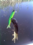 20092012393[1].jpg