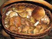 IMG_1027.JPG
