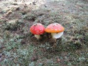 IMG_1039.jpg