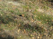 IMG_1046.jpg