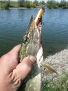 IMG_3203.JPG