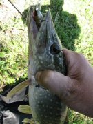 IMG_3208.JPG