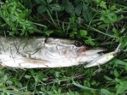 IMG_3210.JPG
