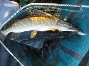 IMG_0719.JPG