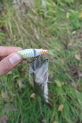 IMG_1676.jpg