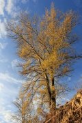 IMG_1628.jpg