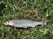 IMG_2020.jpg