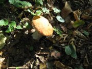 IMG_1055.JPG