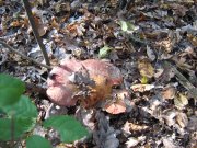 IMG_1059.JPG