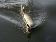DSCN2430.jpg
