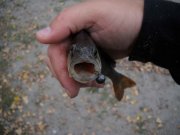 0410_perch1 copy.jpg