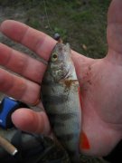 0410_perch2 copy.jpg