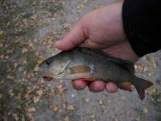 0410_perch3 copy.jpg