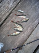 IMG_0033_1.jpg
