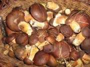 IMG_1076.JPG