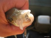 1-IMG_0034.JPG