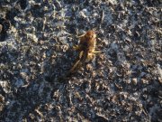 Goby1 copy.jpg
