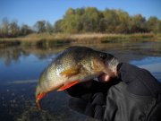 perch1 copy.jpg