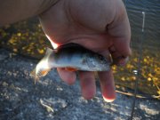 perch3 copy.jpg