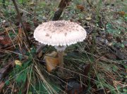 DSCF5418.JPG