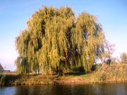 DSC07680+.JPG