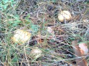 Фото0689.jpg