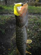 Pike2.jpg