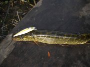 Pike3.jpg