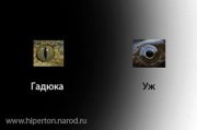 зрачки.JPG