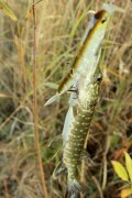 IMG_2168.jpg